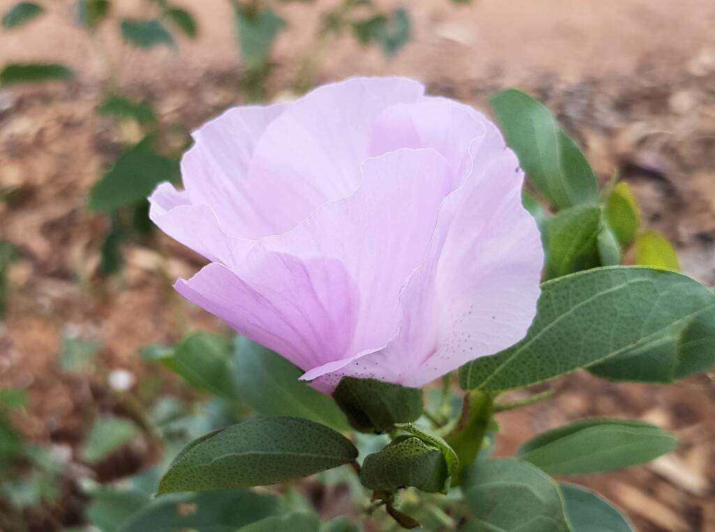 Sturt's Desert Rose (Gossypium sturtianum var. sturtianum)