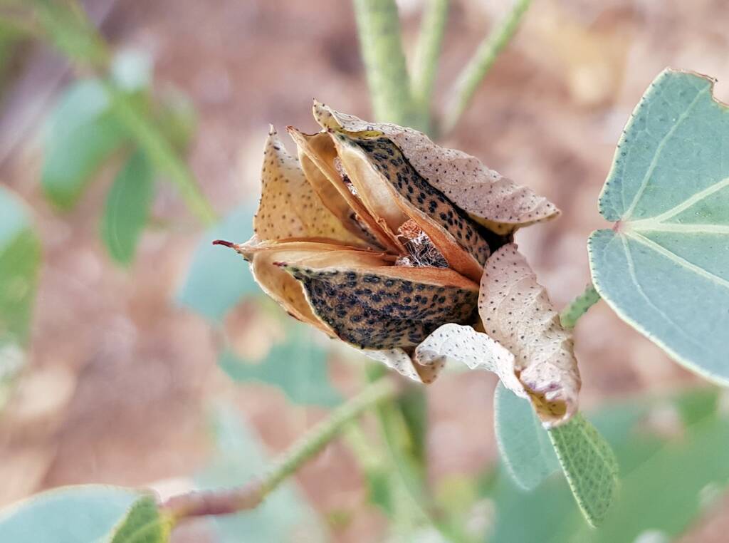 Sturt's Desert Rose (Gossypium sturtianum var. sturtianum)