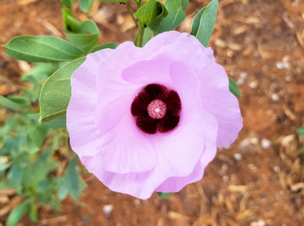 Sturt's Desert Rose (Gossypium sturtianum var. sturtianum)