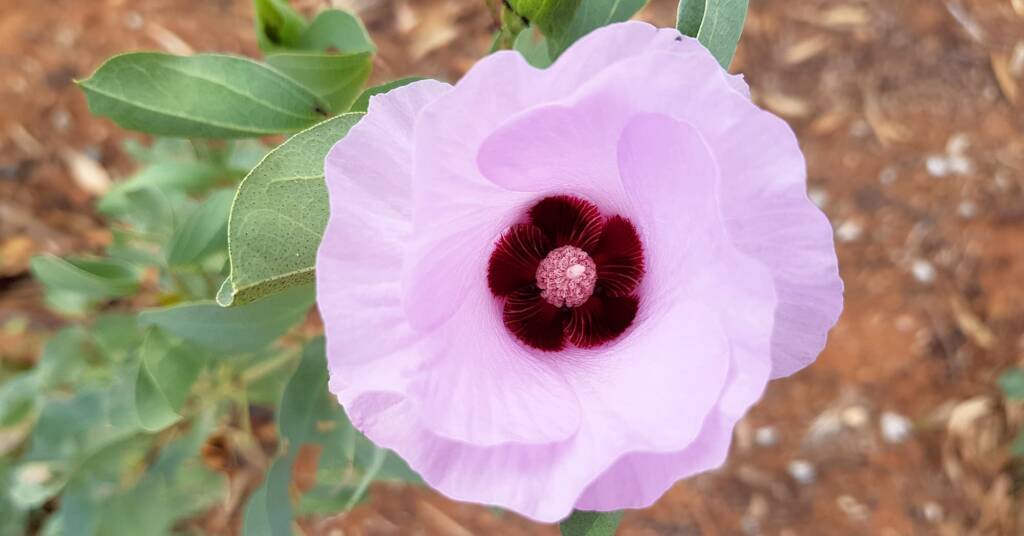 Sturt's Desert Rose (Gossypium sturtianum var. sturtianum)