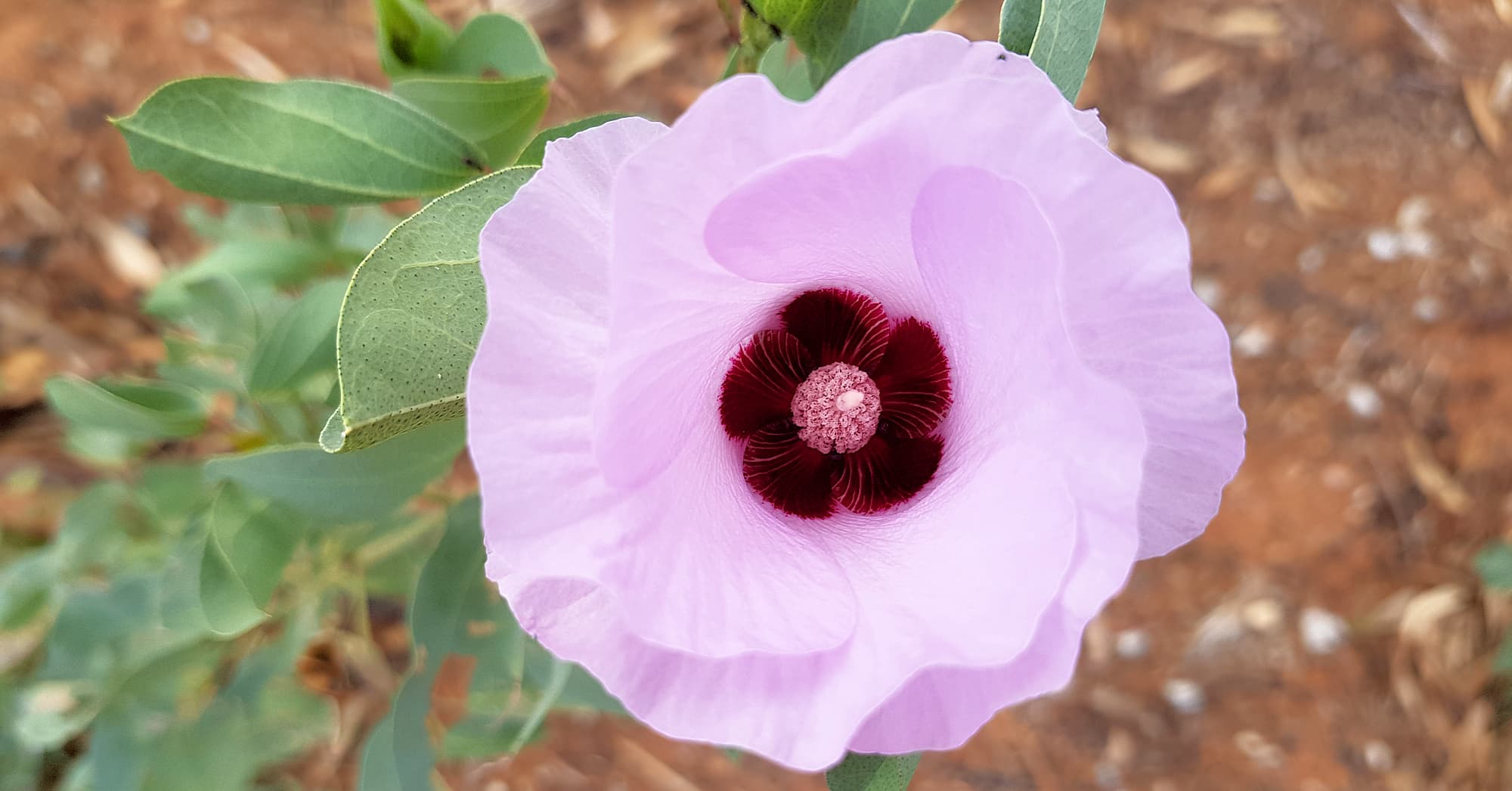 Sturt's Desert Rose (Gossypium sturtianum var. sturtianum)