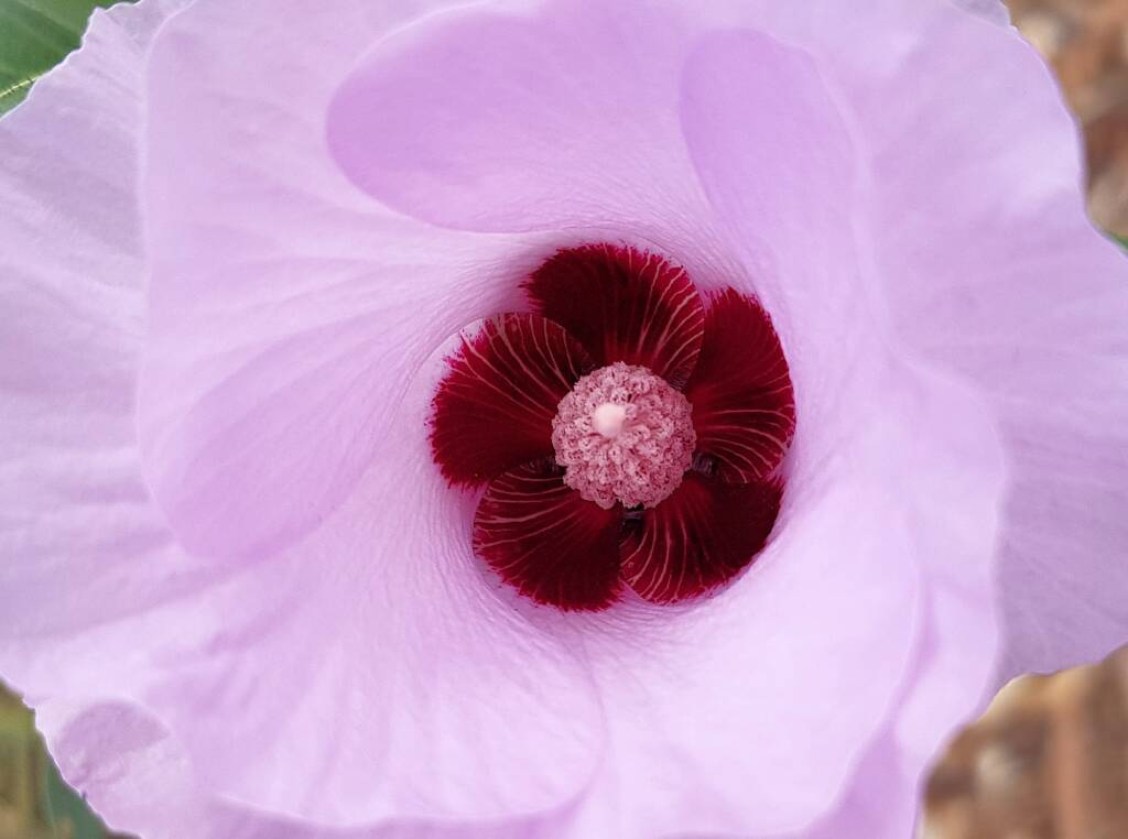 Sturt's Desert Rose (Gossypium sturtianum var. sturtianum)