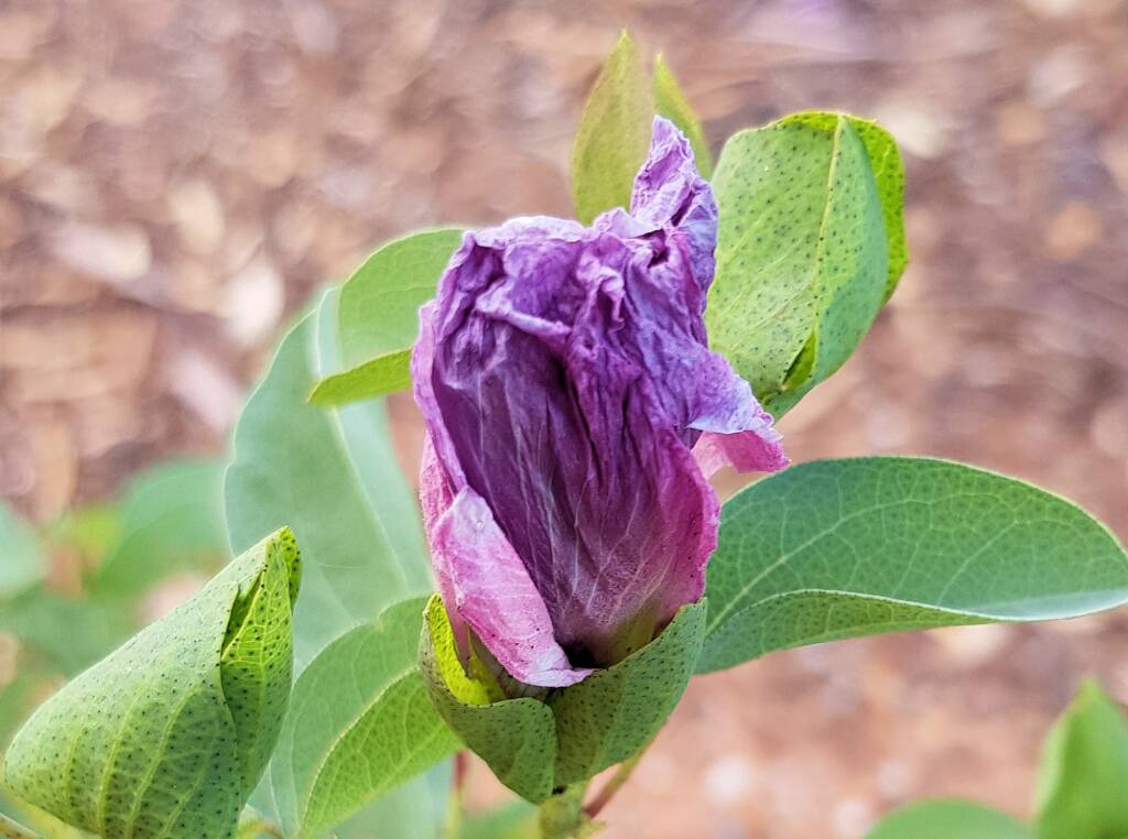 Sturt's Desert Rose (Gossypium sturtianum var. sturtianum)