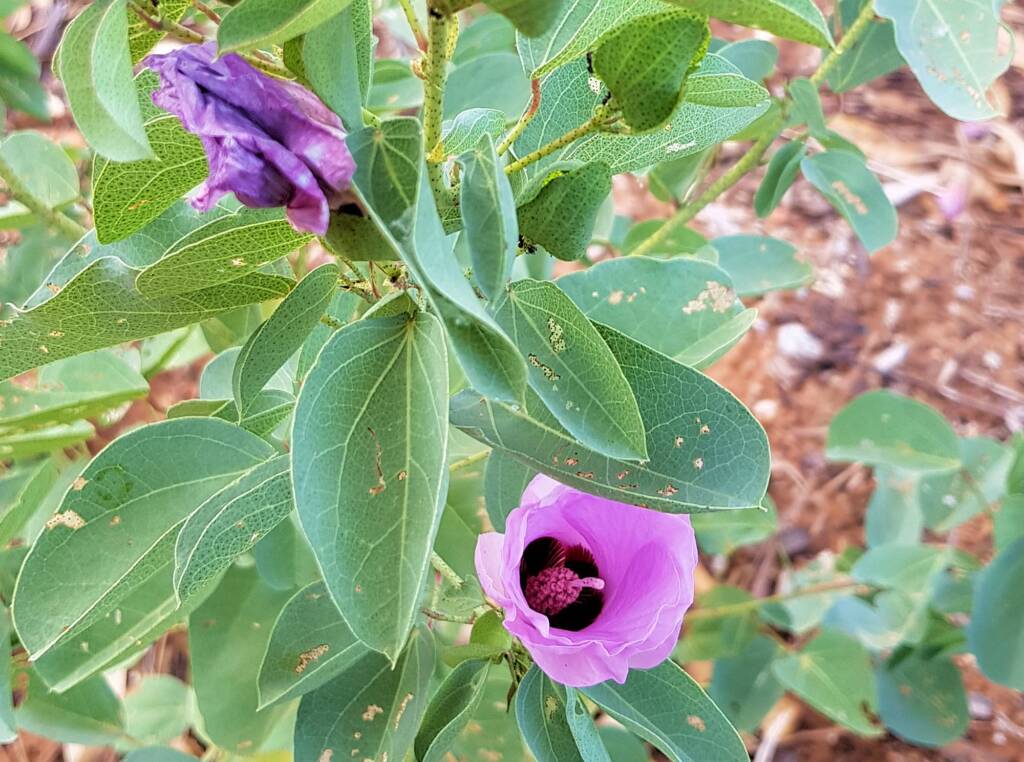 Sturt's Desert Rose (Gossypium sturtianum var. sturtianum)