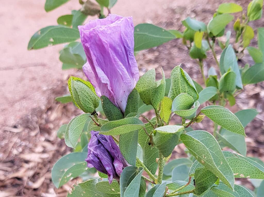 Sturt's Desert Rose (Gossypium sturtianum var. sturtianum)