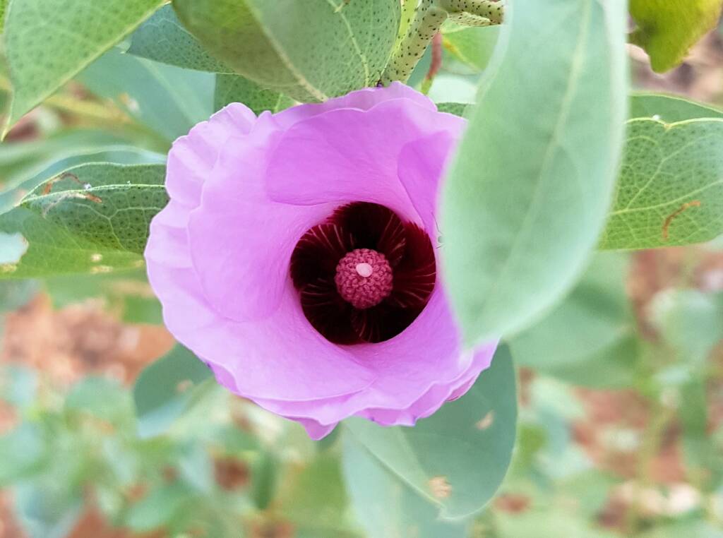 Sturt's Desert Rose (Gossypium sturtianum var. sturtianum)
