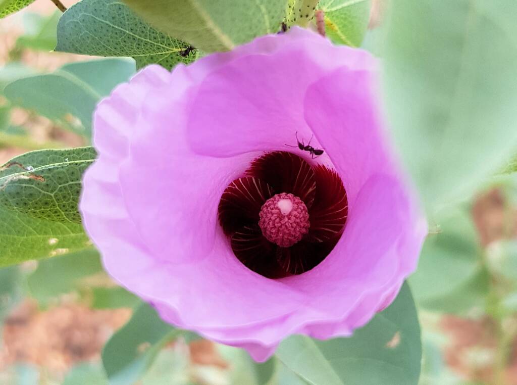 Sturt's Desert Rose (Gossypium sturtianum var. sturtianum)