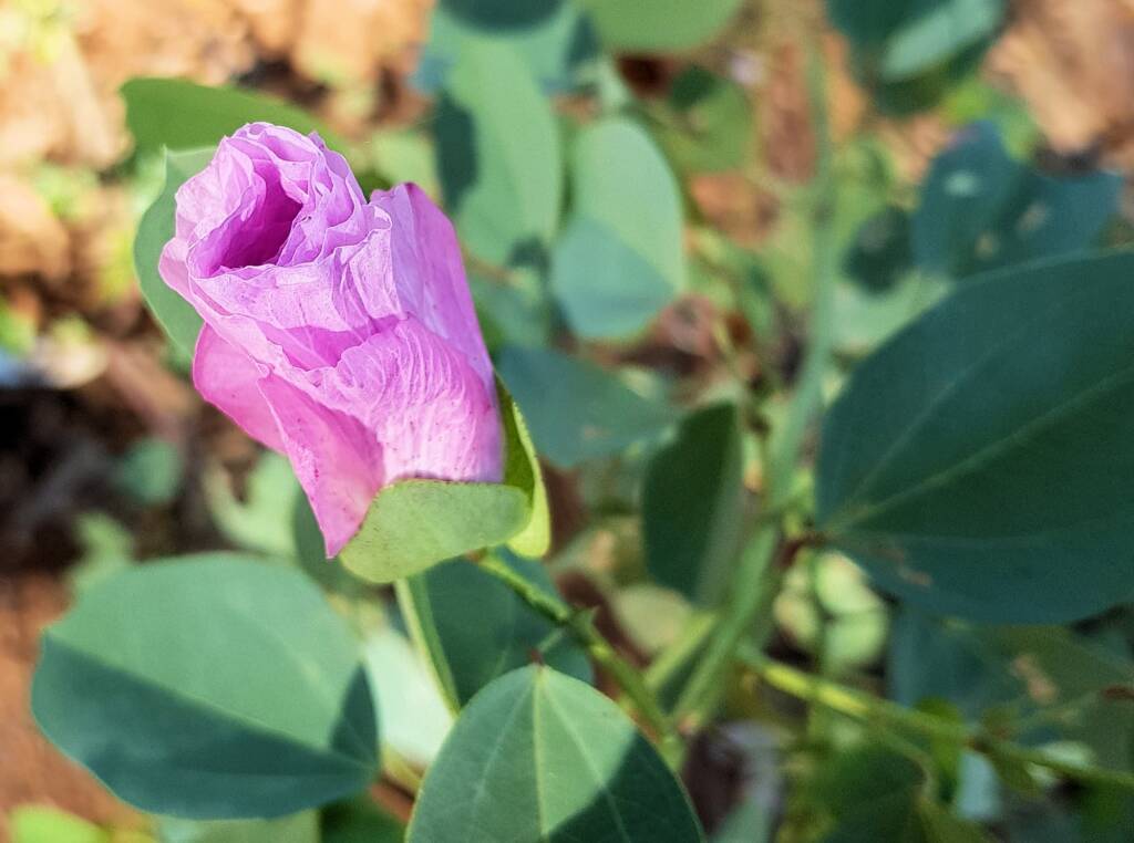 Sturt's Desert Rose (Gossypium sturtianum var. sturtianum)
