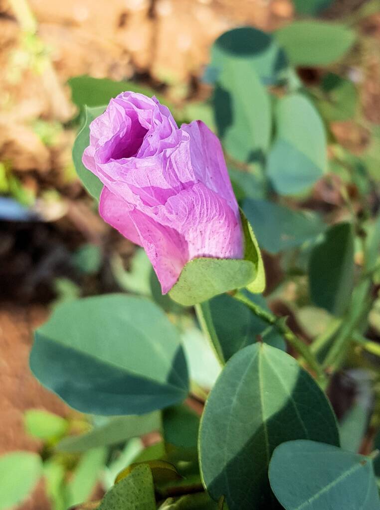 Sturt's Desert Rose (Gossypium sturtianum var. sturtianum)