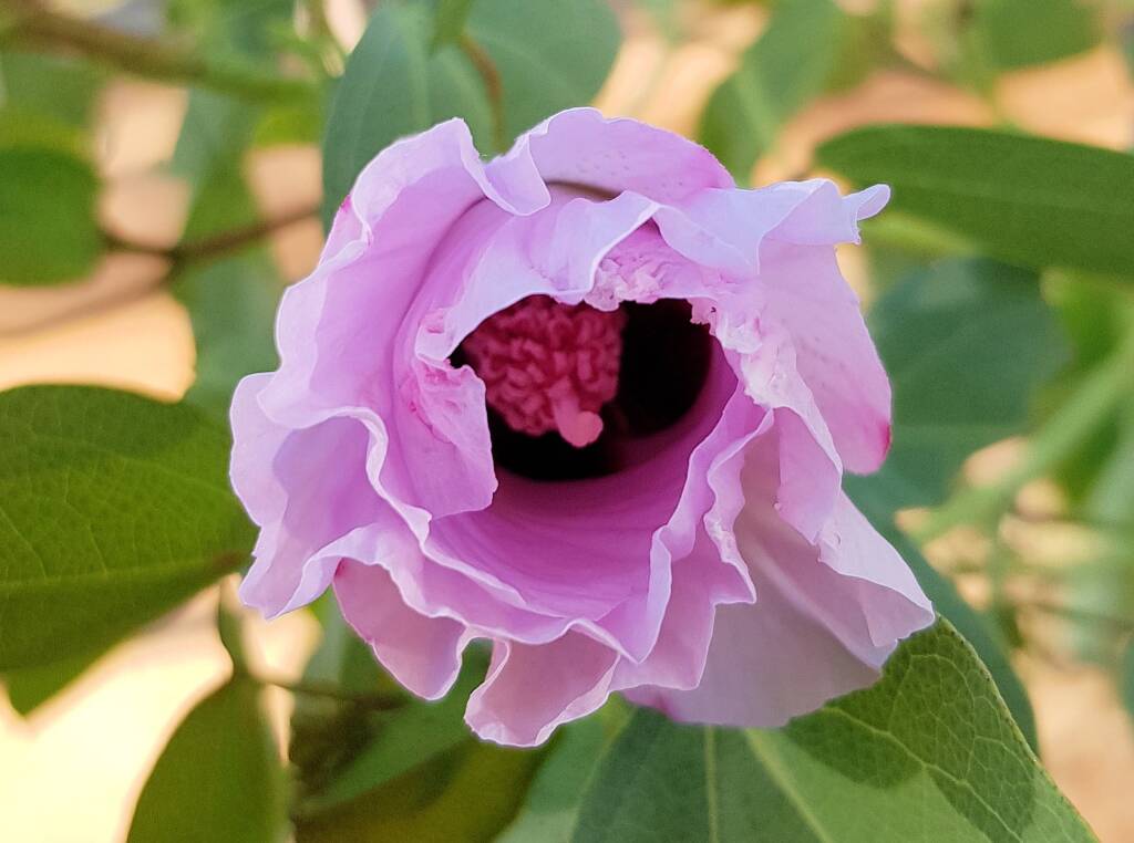 Sturt's Desert Rose (Gossypium sturtianum var. sturtianum)