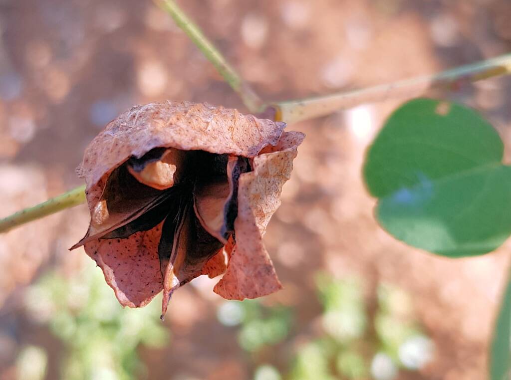 Sturt's Desert Rose (Gossypium sturtianum var. sturtianum)