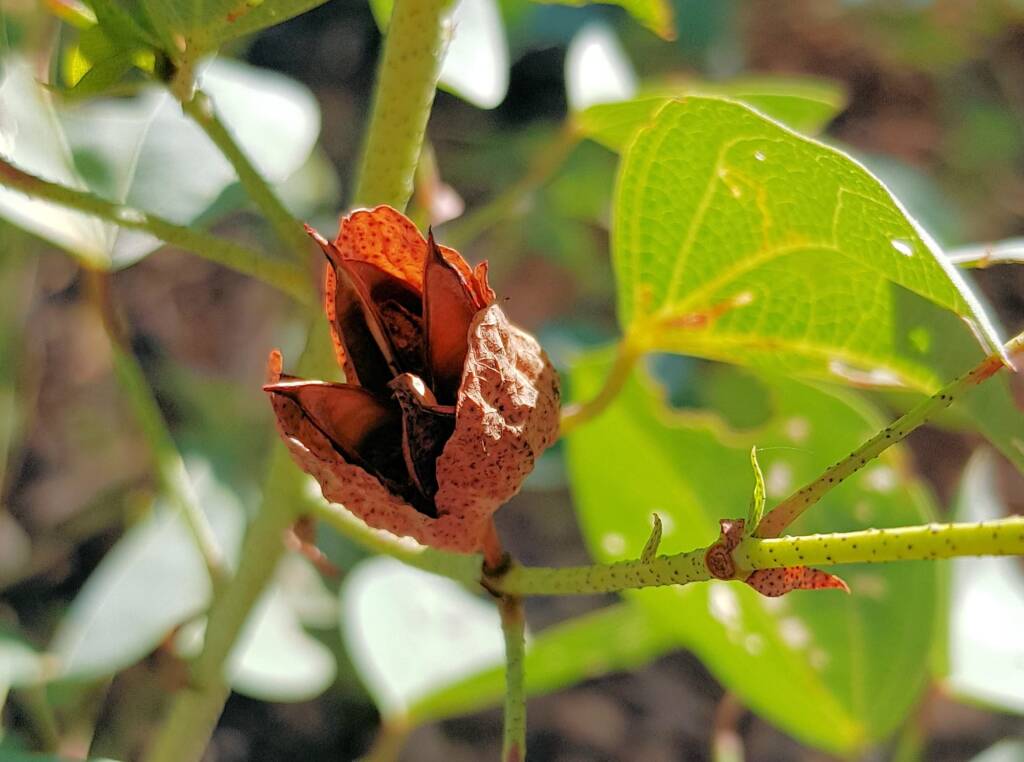 Sturt's Desert Rose (Gossypium sturtianum var. sturtianum)