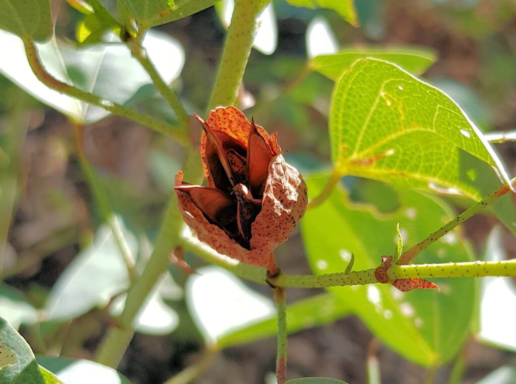 Sturt's Desert Rose (Gossypium sturtianum var. sturtianum)