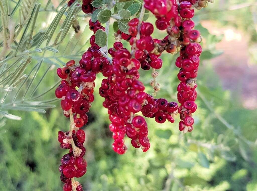 Tall Saltbush (Rhagodia eremaea)