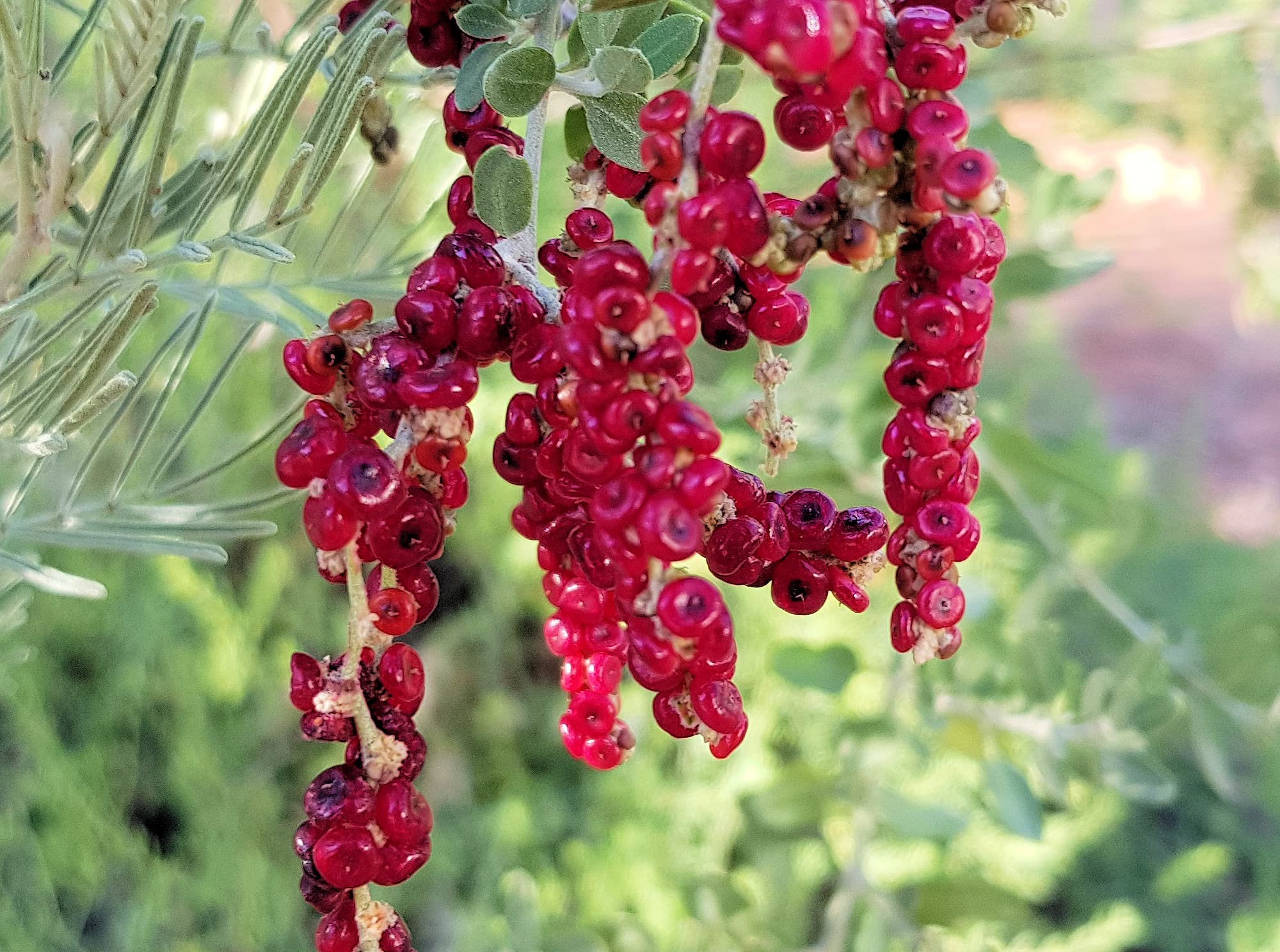 Tall Saltbush (Rhagodia eremaea)