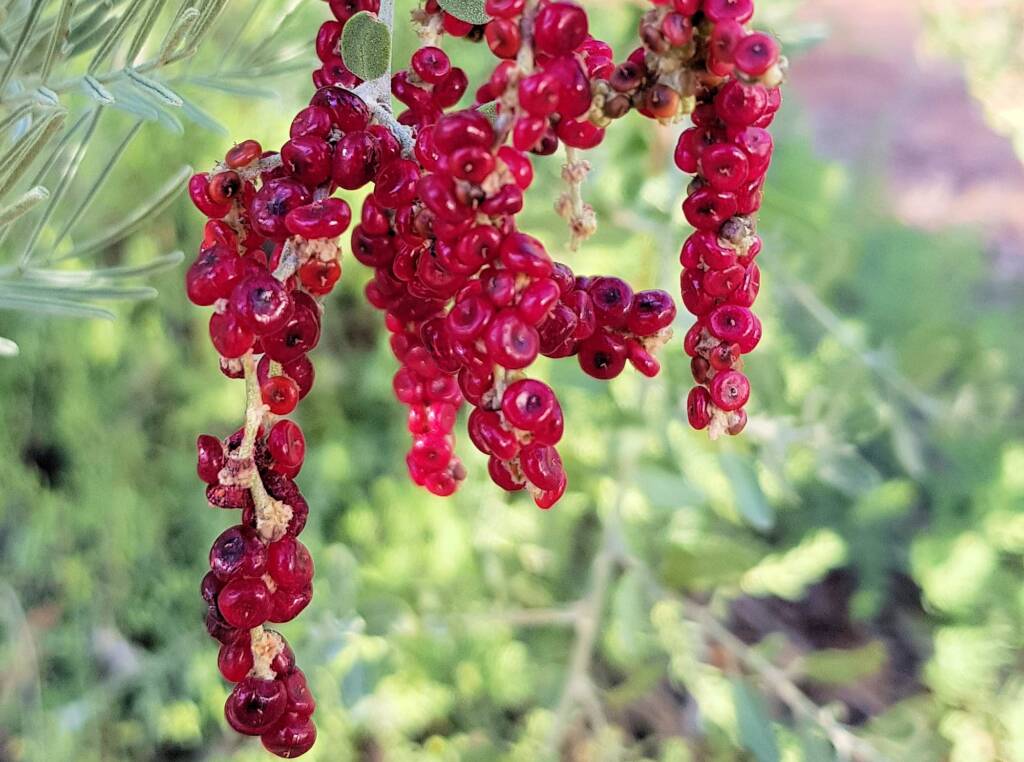 Tall Saltbush (Rhagodia eremaea)
