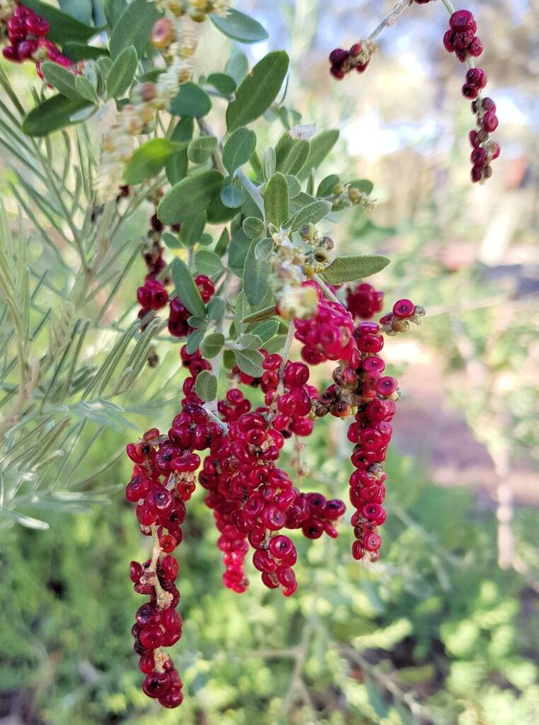 Tall Saltbush (Rhagodia eremaea)