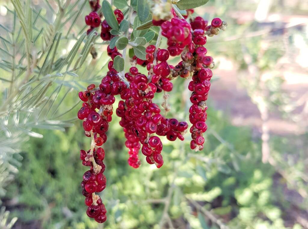 Tall Saltbush (Rhagodia eremaea)