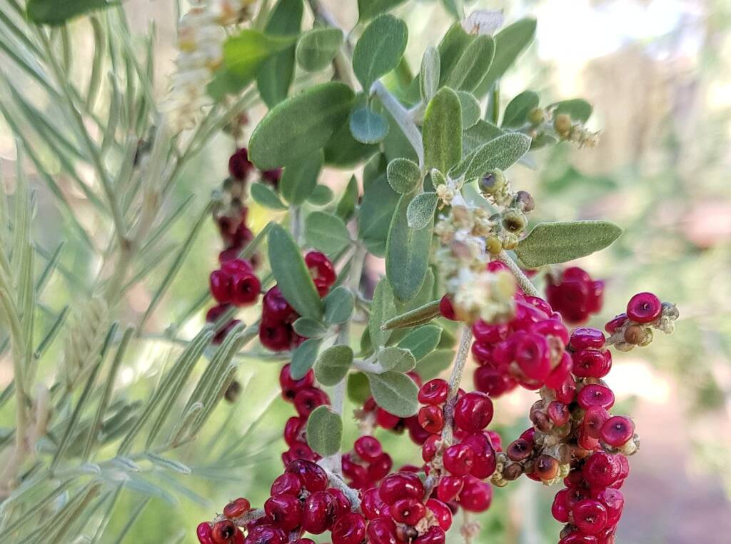 Tall Saltbush (Rhagodia eremaea)