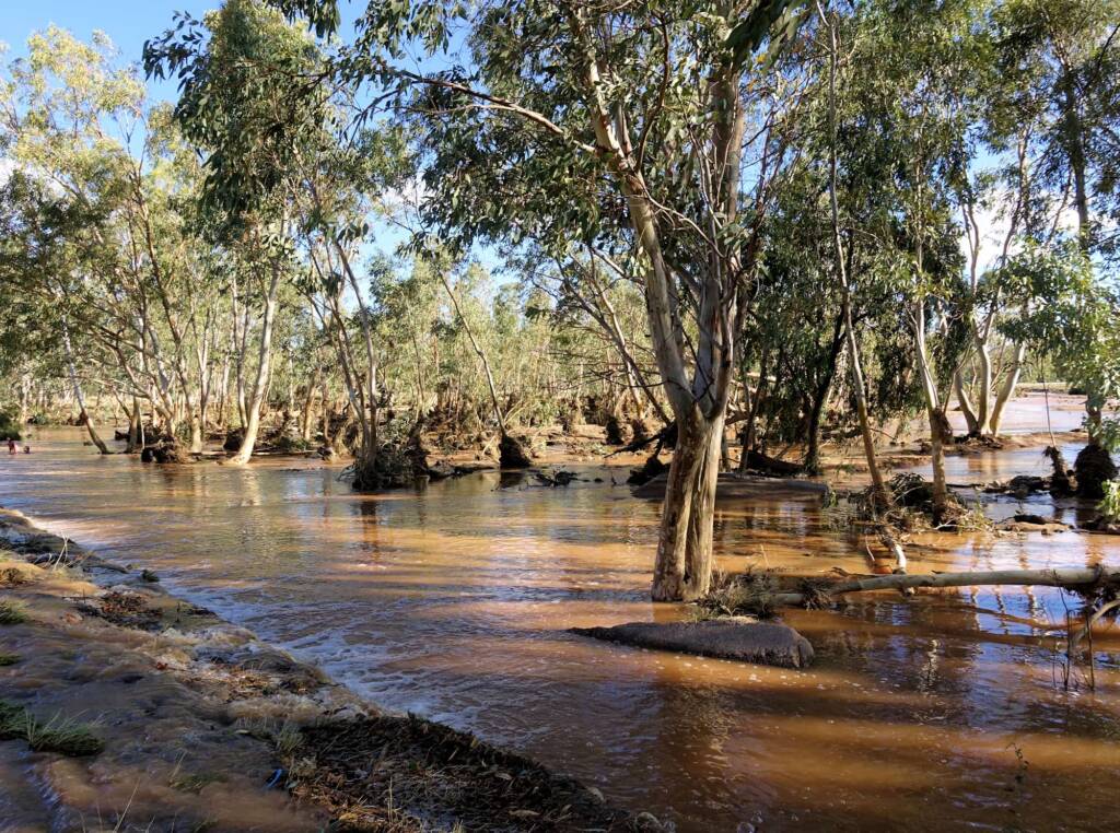 You can see the debris wrapped around the trunks of the trees, as the water recedes in the Todd River, view from Palm Circuit.