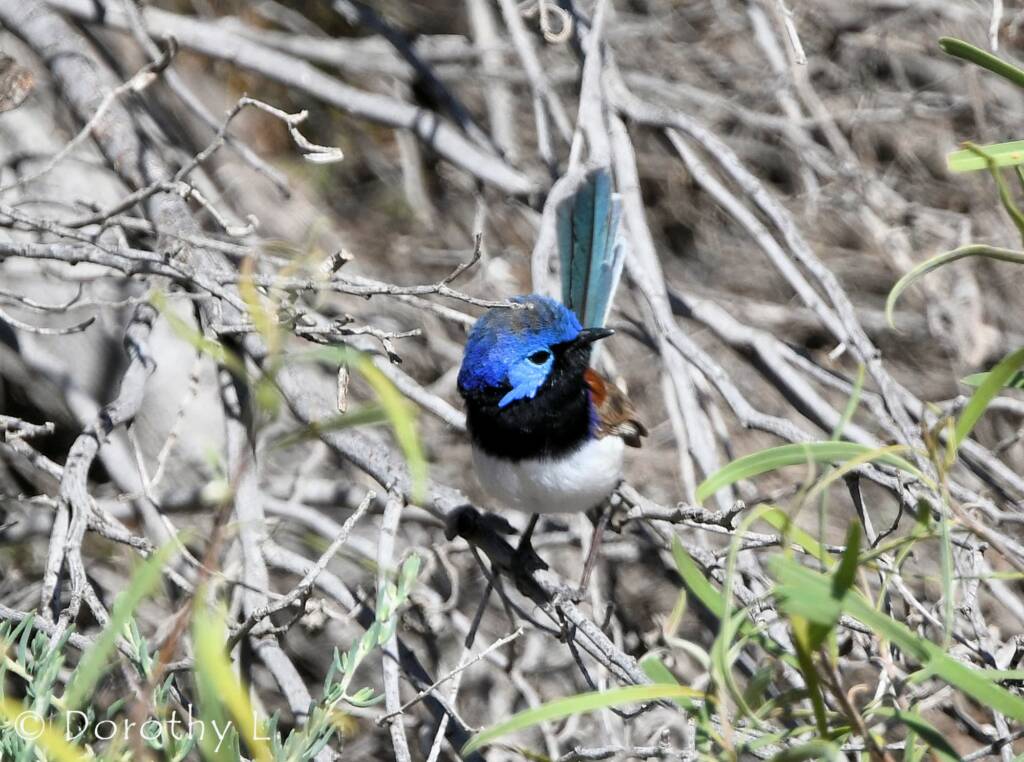 Variegated Fairywren (Malurus lamberti)