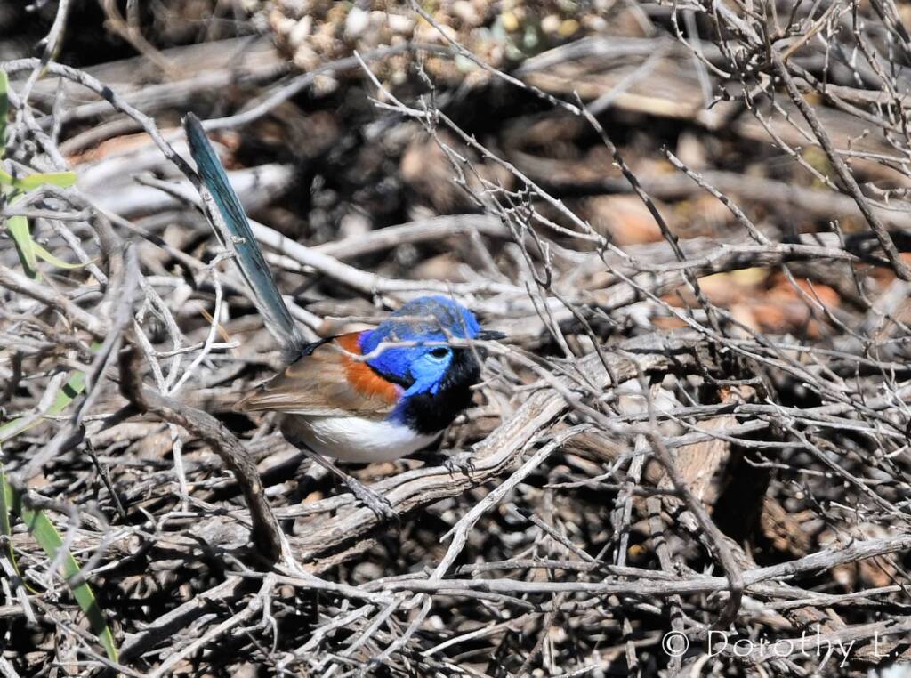 Variegated Fairywren (Malurus lamberti)