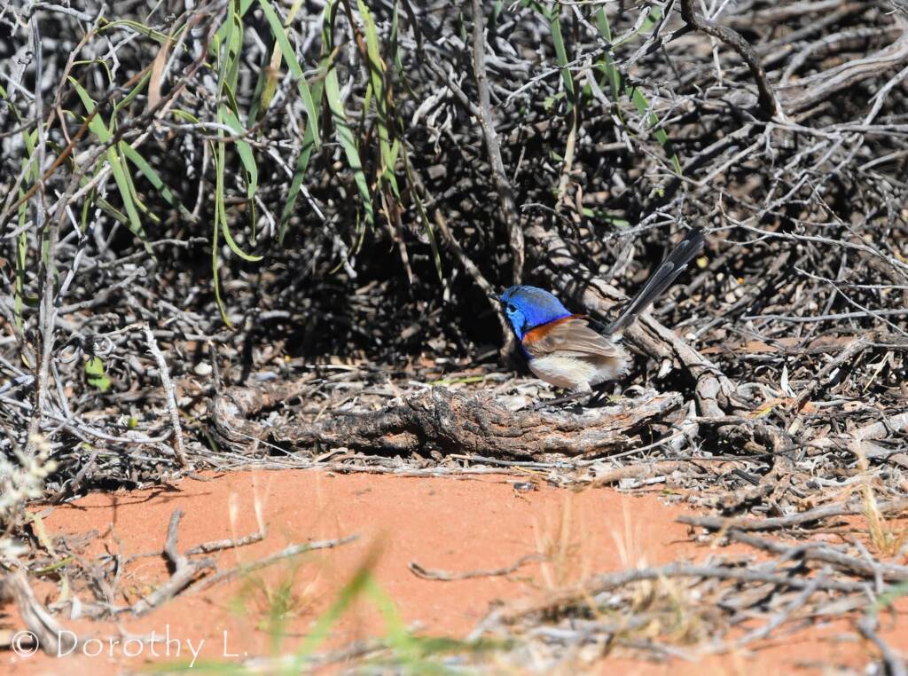 Variegated Fairywren (Malurus lamberti)