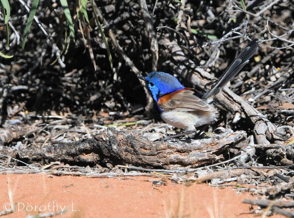 Variegated Fairywren (Malurus lamberti)