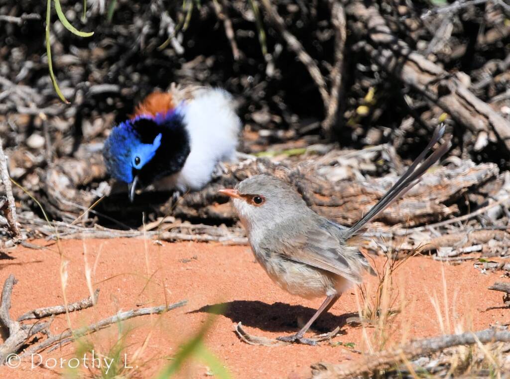 Variegated Fairywren (Malurus lamberti)