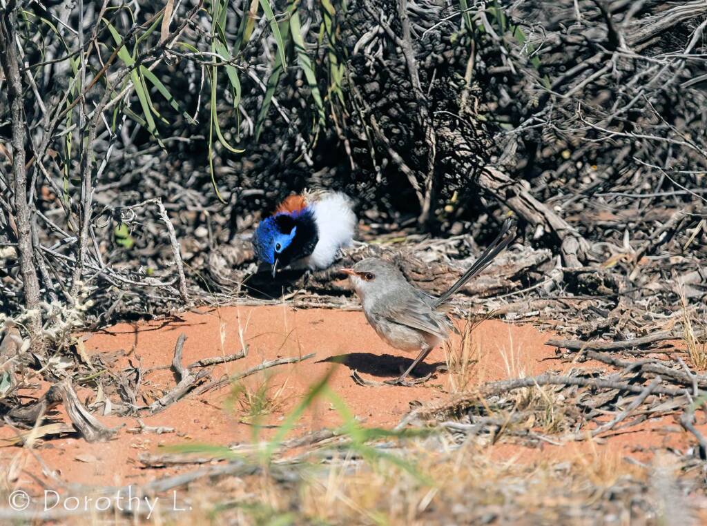 Variegated Fairywren (Malurus lamberti)