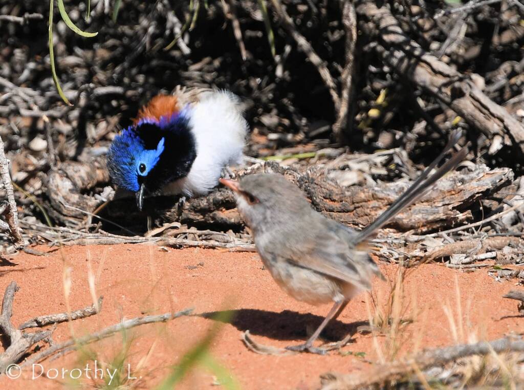 Variegated Fairywren (Malurus lamberti)