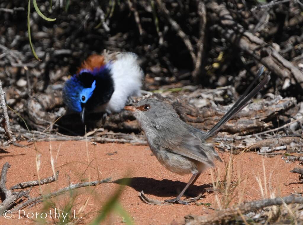 Variegated Fairywren (Malurus lamberti)