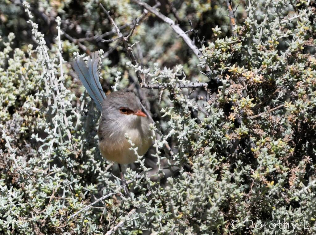 Variegated Fairywren (Malurus lamberti)
