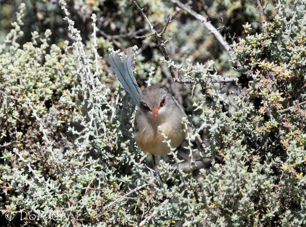 Variegated Fairywren (Malurus lamberti)