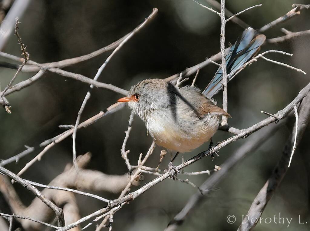 Variegated Fairywren (Malurus lamberti)
