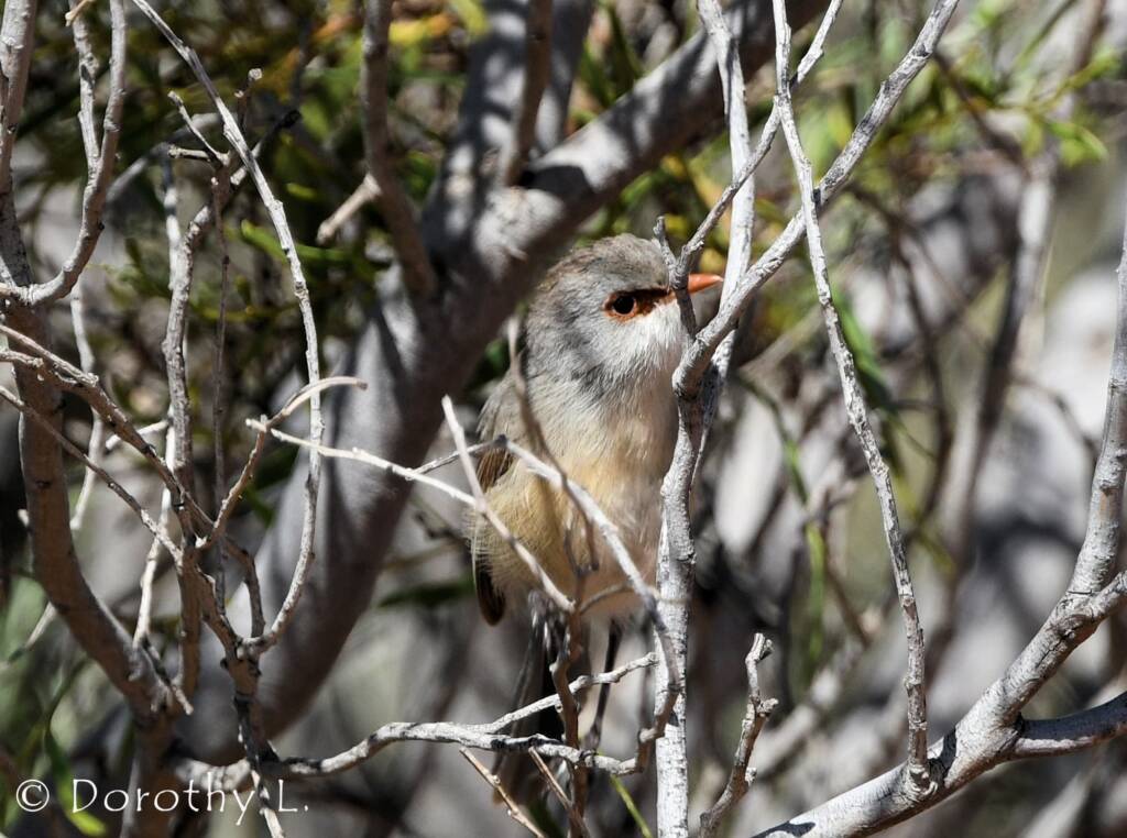 Variegated Fairywren (Malurus lamberti)