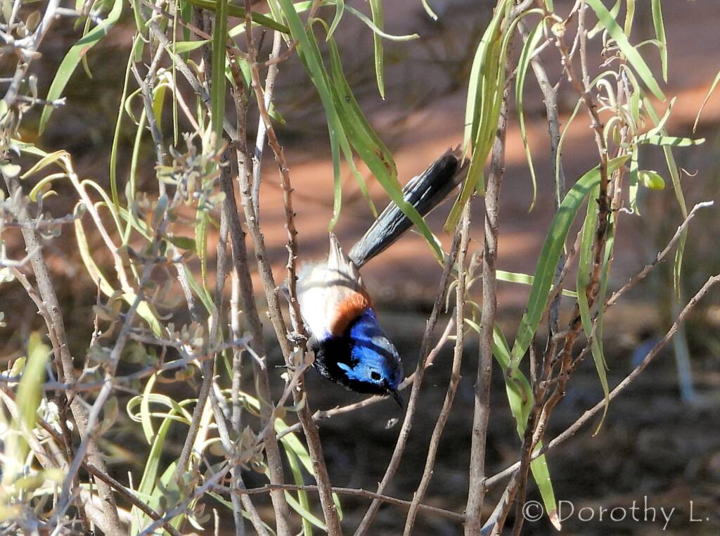 Variegated Fairywren (Malurus lamberti)