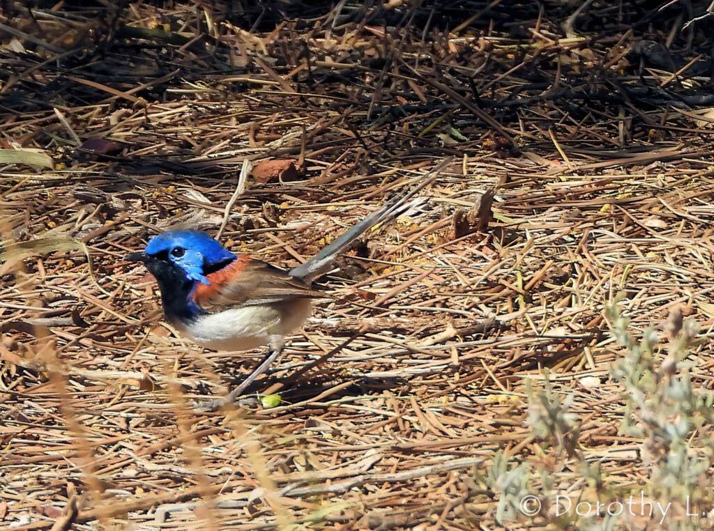 Variegated Fairywren (Malurus lamberti)