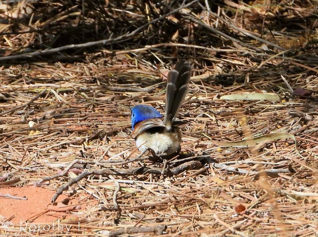 Variegated Fairywren (Malurus lamberti)