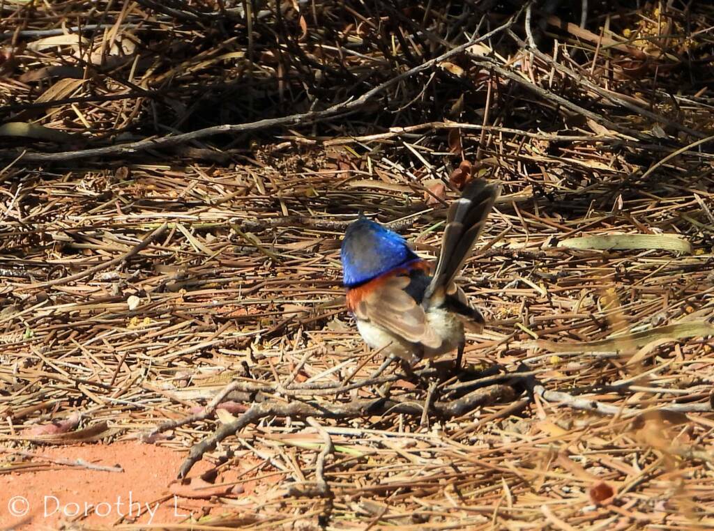 Variegated Fairywren (Malurus lamberti)