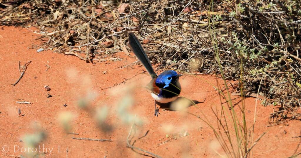 Variegated Fairywren (Malurus lamberti)