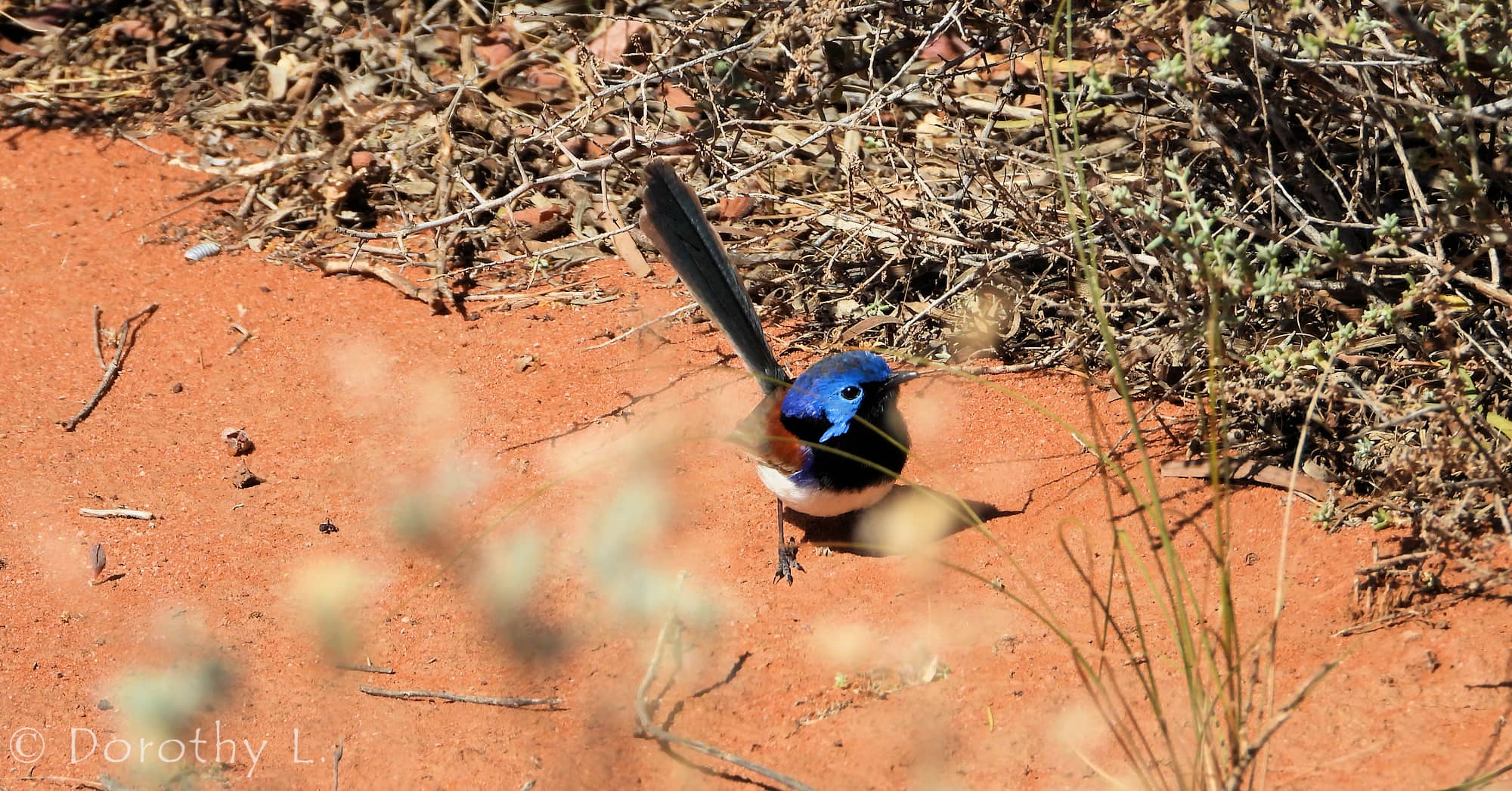 Variegated Fairywren (Malurus lamberti)