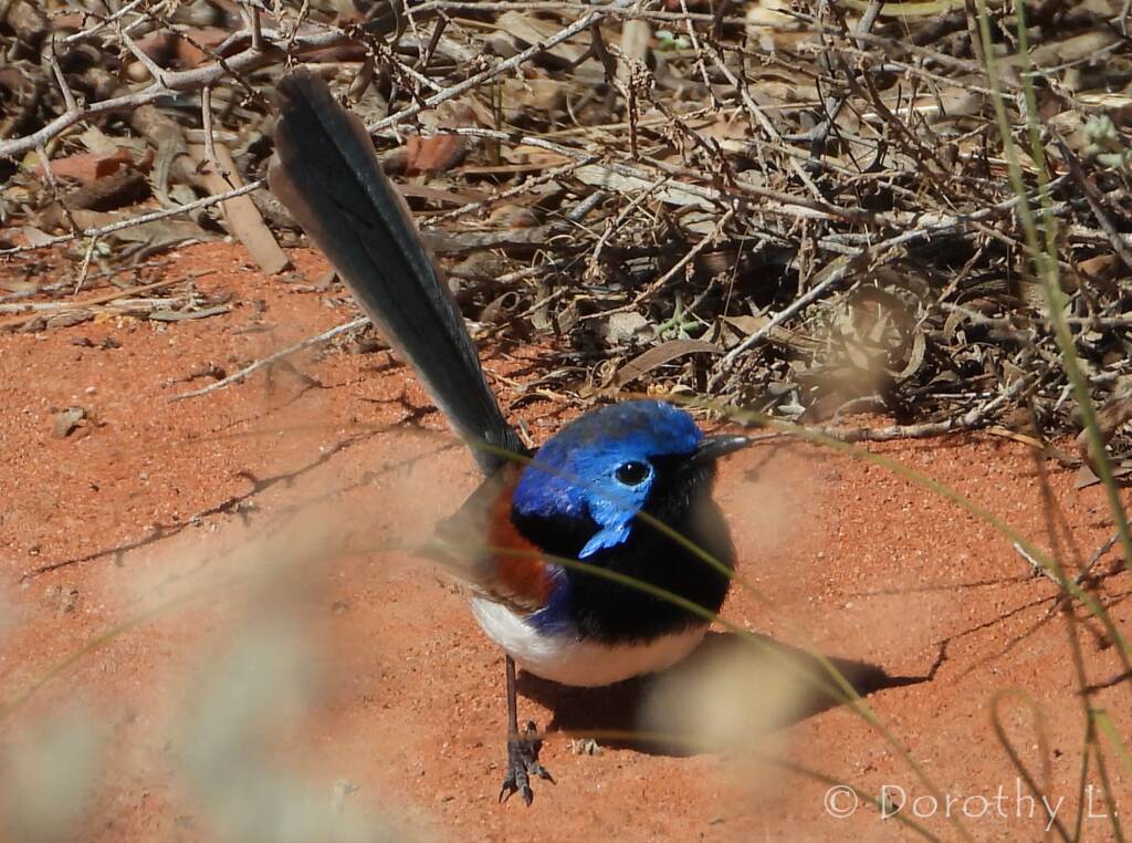 Variegated Fairywren (Malurus lamberti)