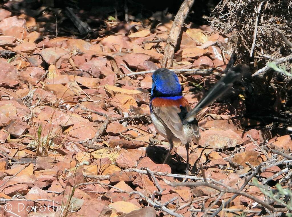 Variegated Fairywren (Malurus lamberti)