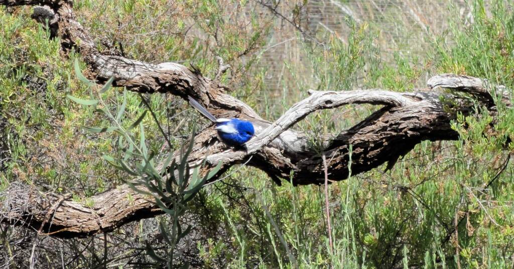 White-winged Fairywren (Malurus leucopterus), Alice Springs Desert Park, NT