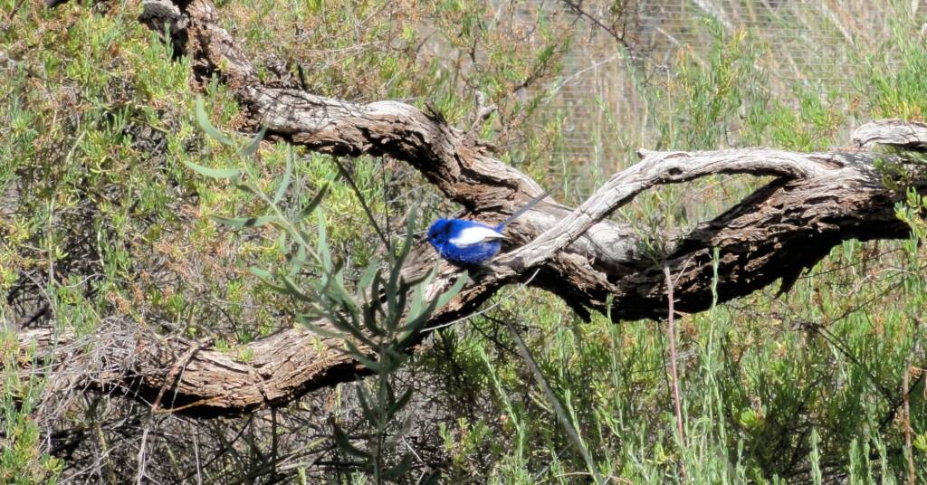 White-winged Fairywren (Malurus leucopterus), Alice Springs Desert Park, NT