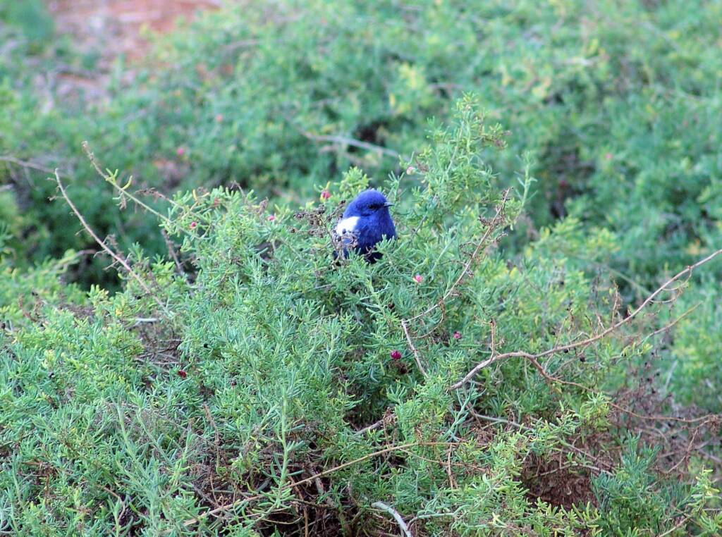 White-winged Fairywren (Malurus leucopterus), Alice Springs Desert Park, NT