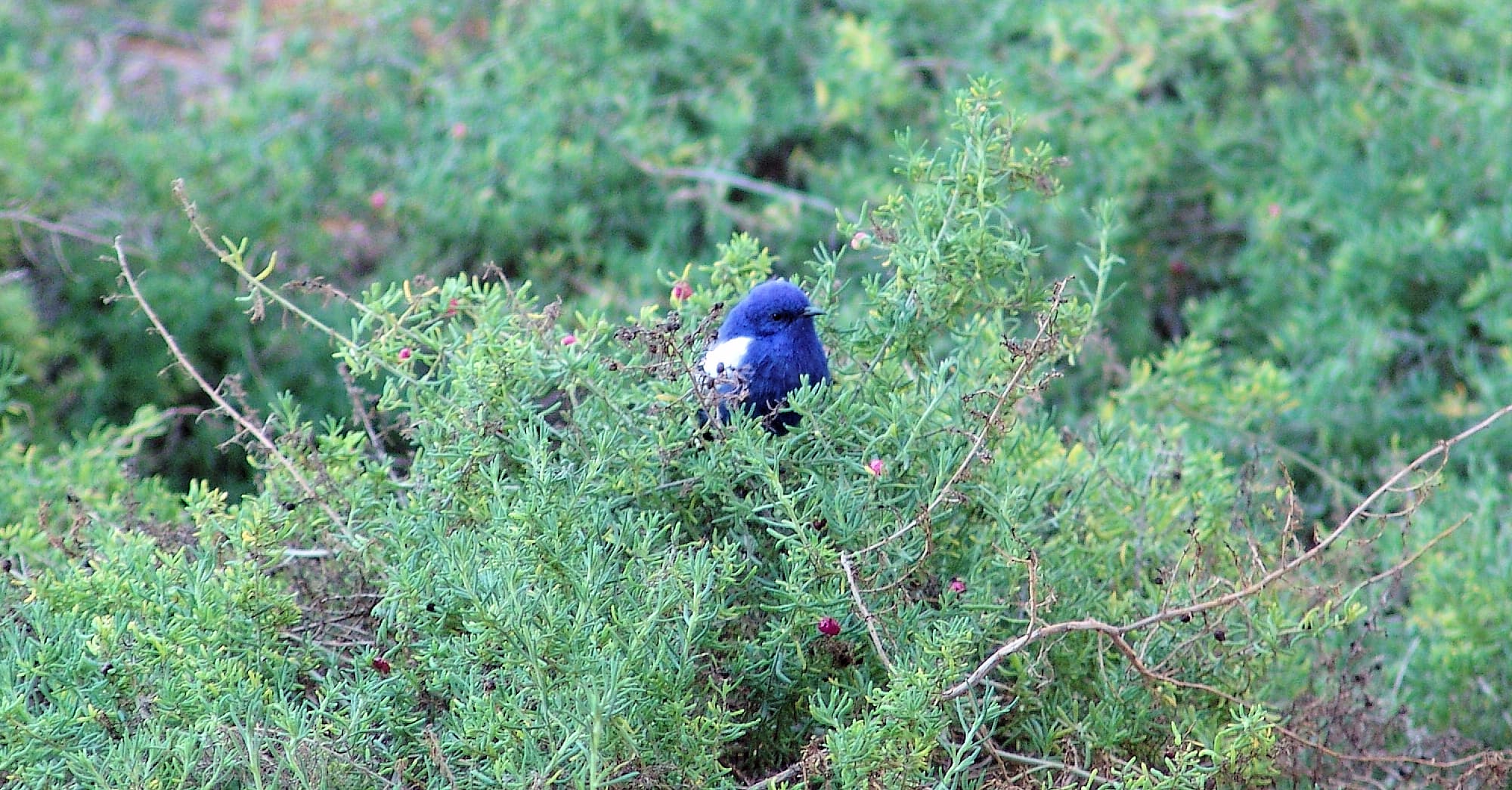 White-winged Fairywren (Malurus leucopterus), Alice Springs Desert Park, NT