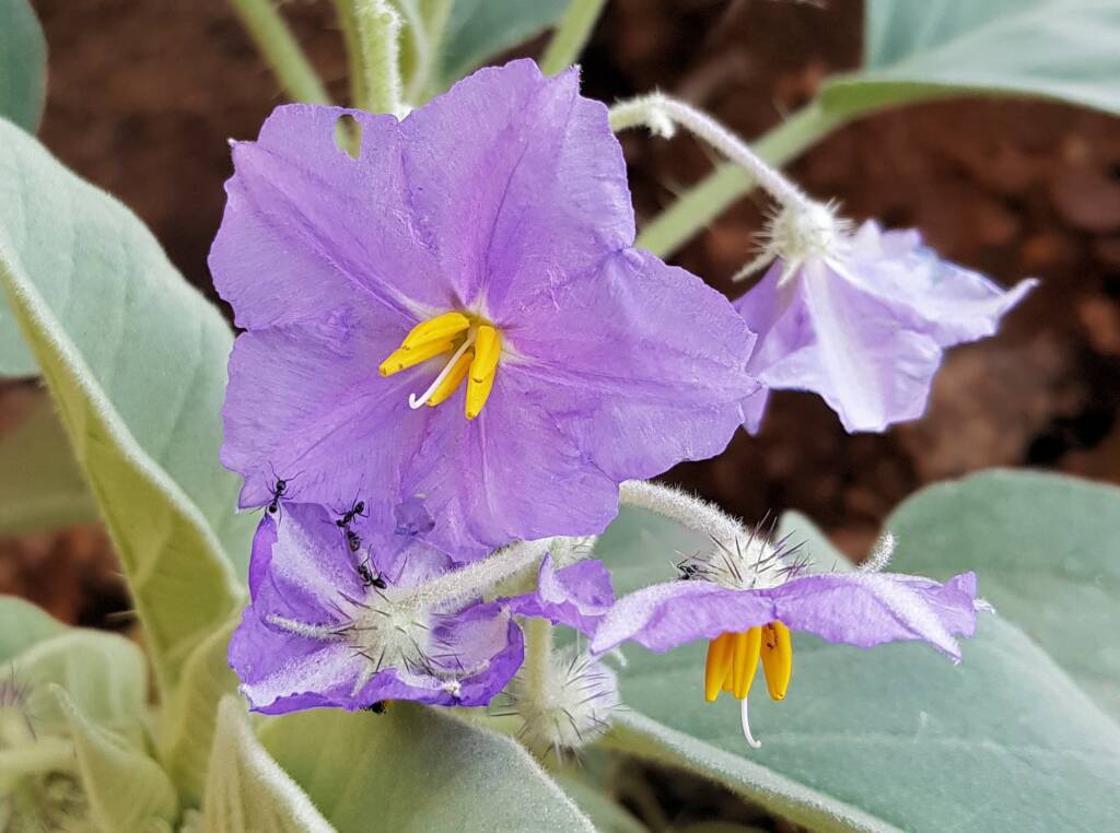 Wild Tomato (Solanum quadriloculatum)