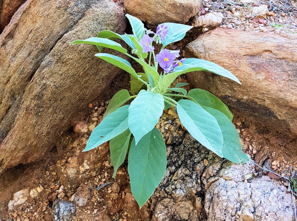 Wild Tomato (Solanum quadriloculatum)